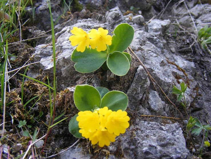 Strani peli nell''orecchio dell''orso - Primula auricula